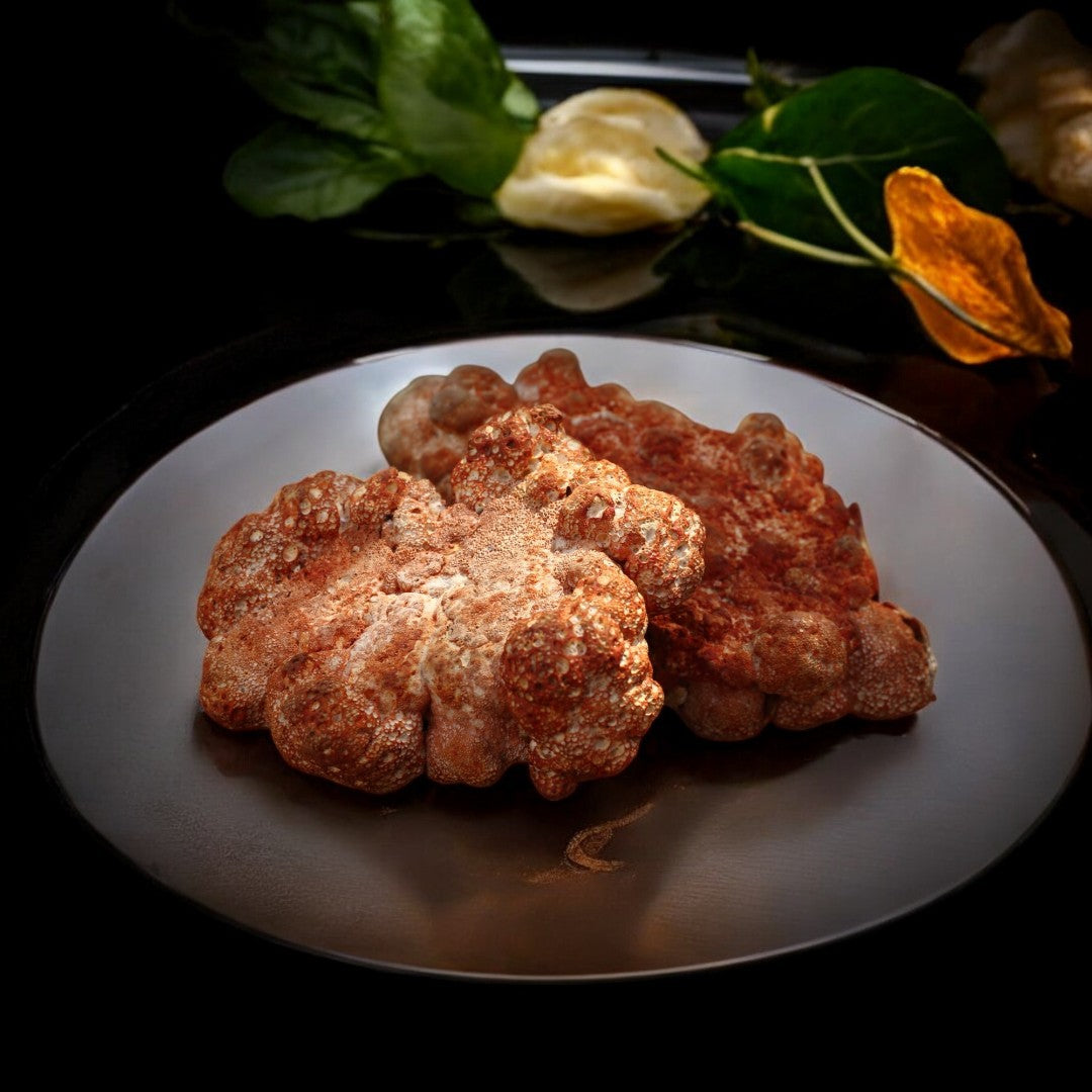 典藏牛樟芝