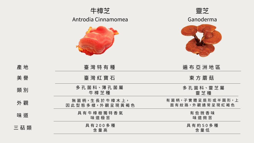 靈芝和牛樟芝有什麼不一樣？誰的功效比較好？